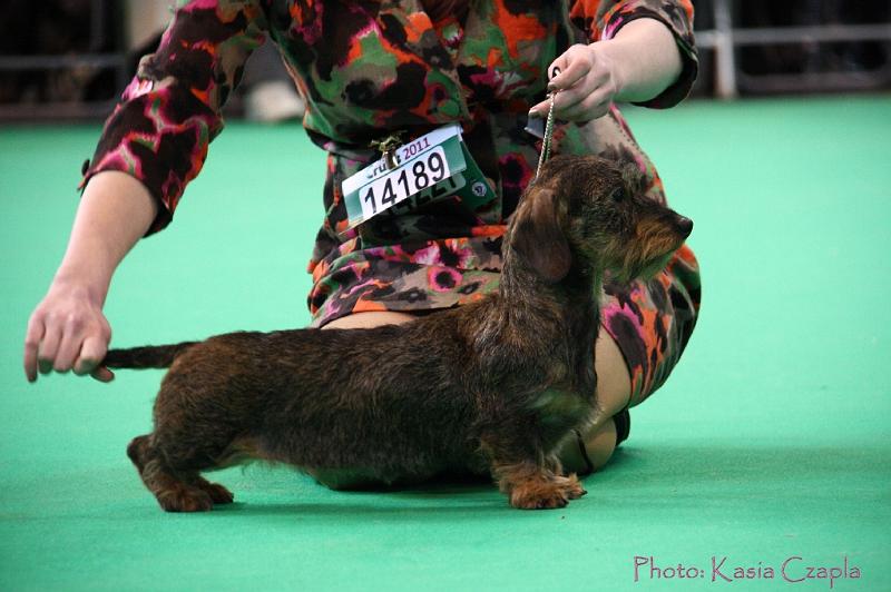 Crufts2011_2 1207.jpg